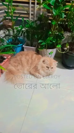 ৬-১২ মাসের নর বিশুদ্ধ জাতের পার্সিয়ান