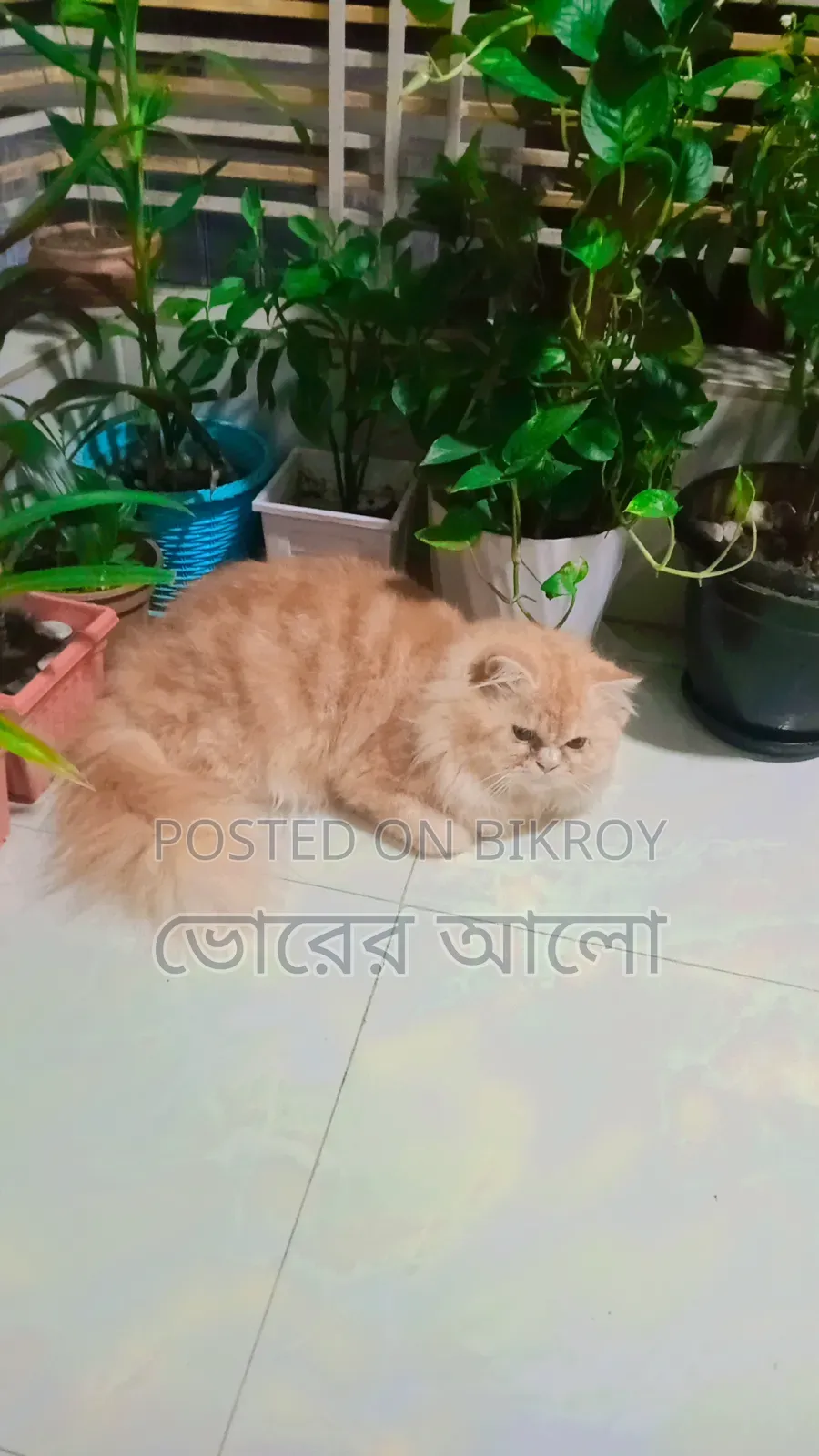 ৬-১২ মাসের নর বিশুদ্ধ জাতের পার্সিয়ান