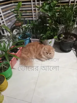 ৬-১২ মাসের নর বিশুদ্ধ জাতের পার্সিয়ান