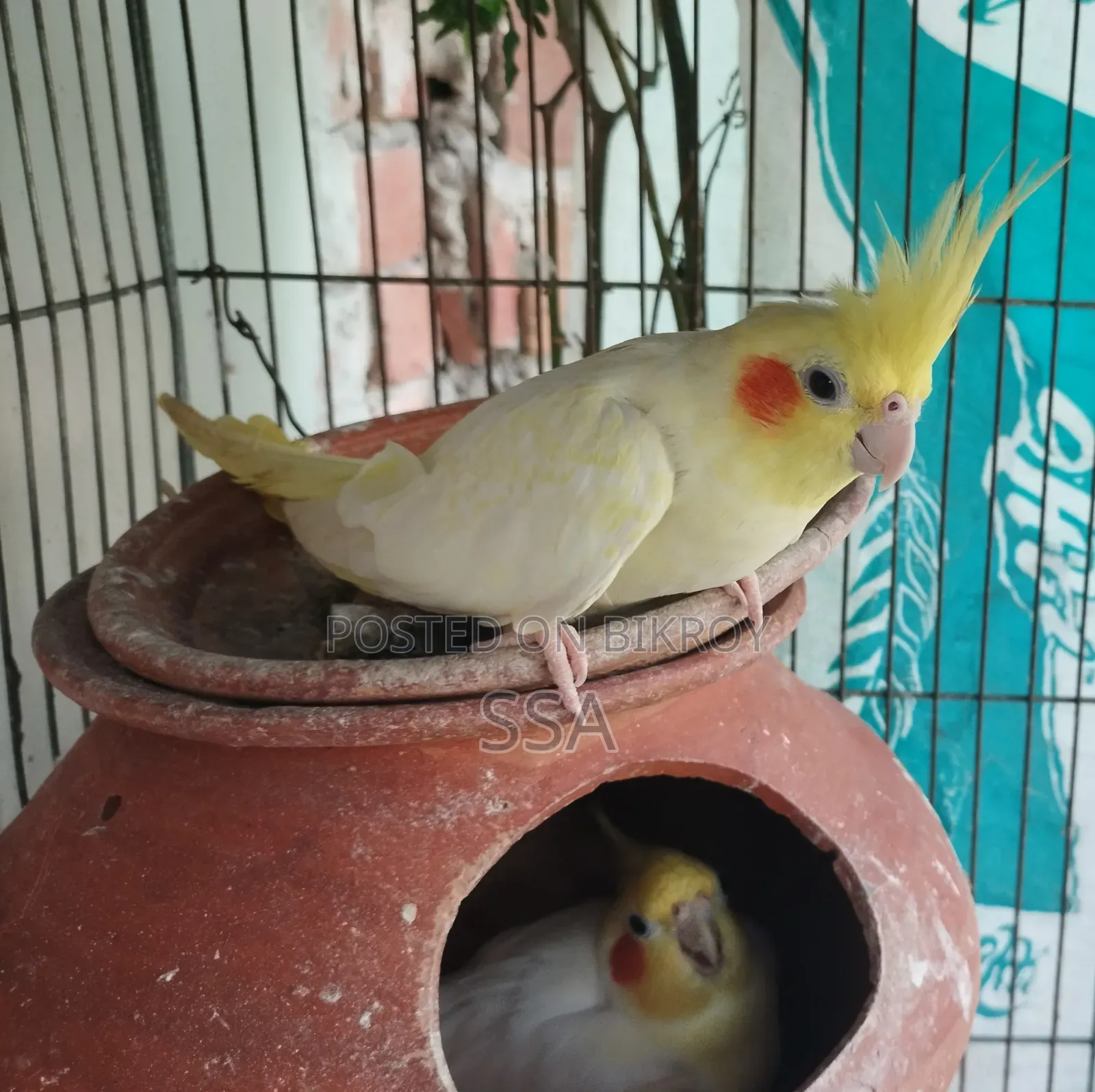 ককাটেল (মাস্টার পেয়ার)