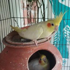 ককাটেল (মাস্টার পেয়ার)