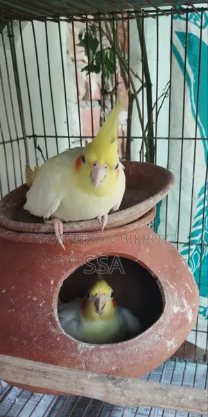 ককাটেল (মাস্টার পেয়ার)