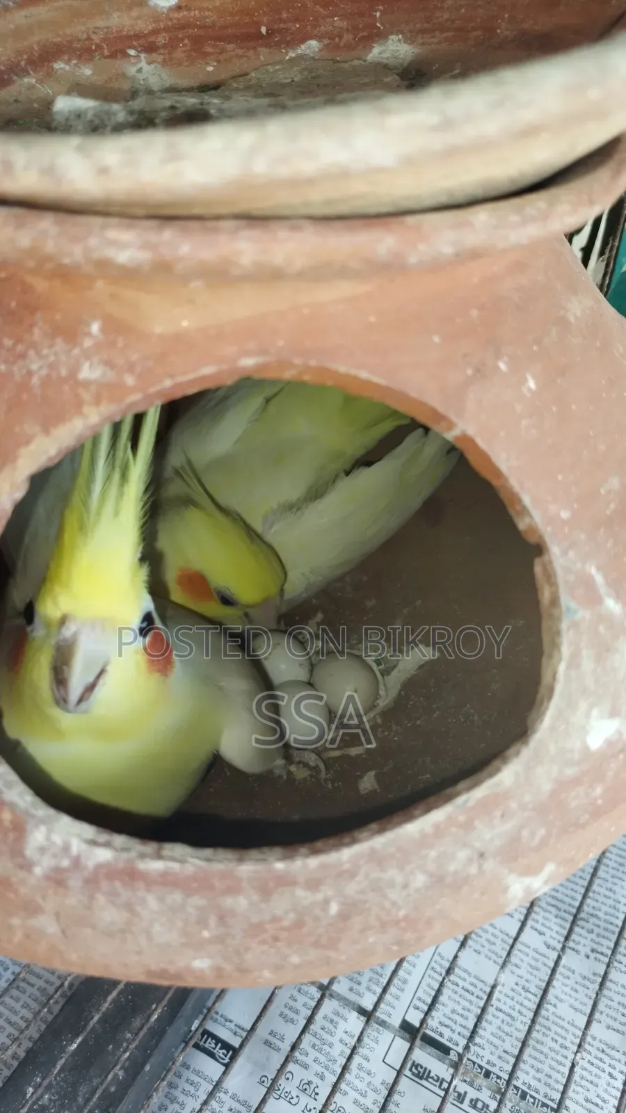 ককাটেল (মাস্টার পেয়ার)