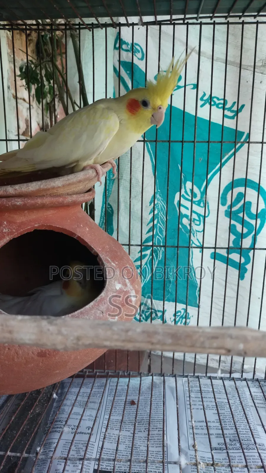 ককাটেল (মাস্টার পেয়ার)