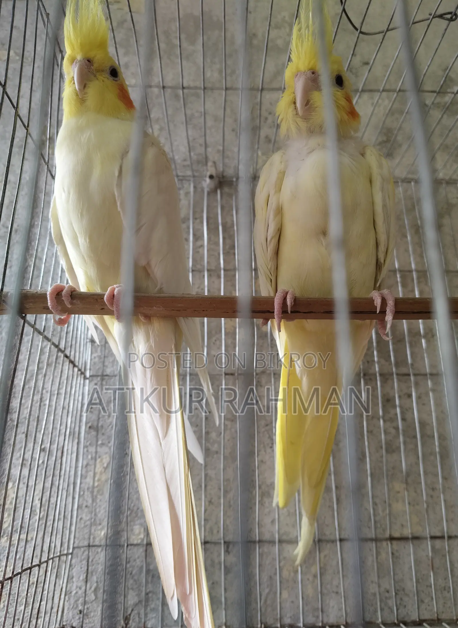 Cockatiel pair, with cage