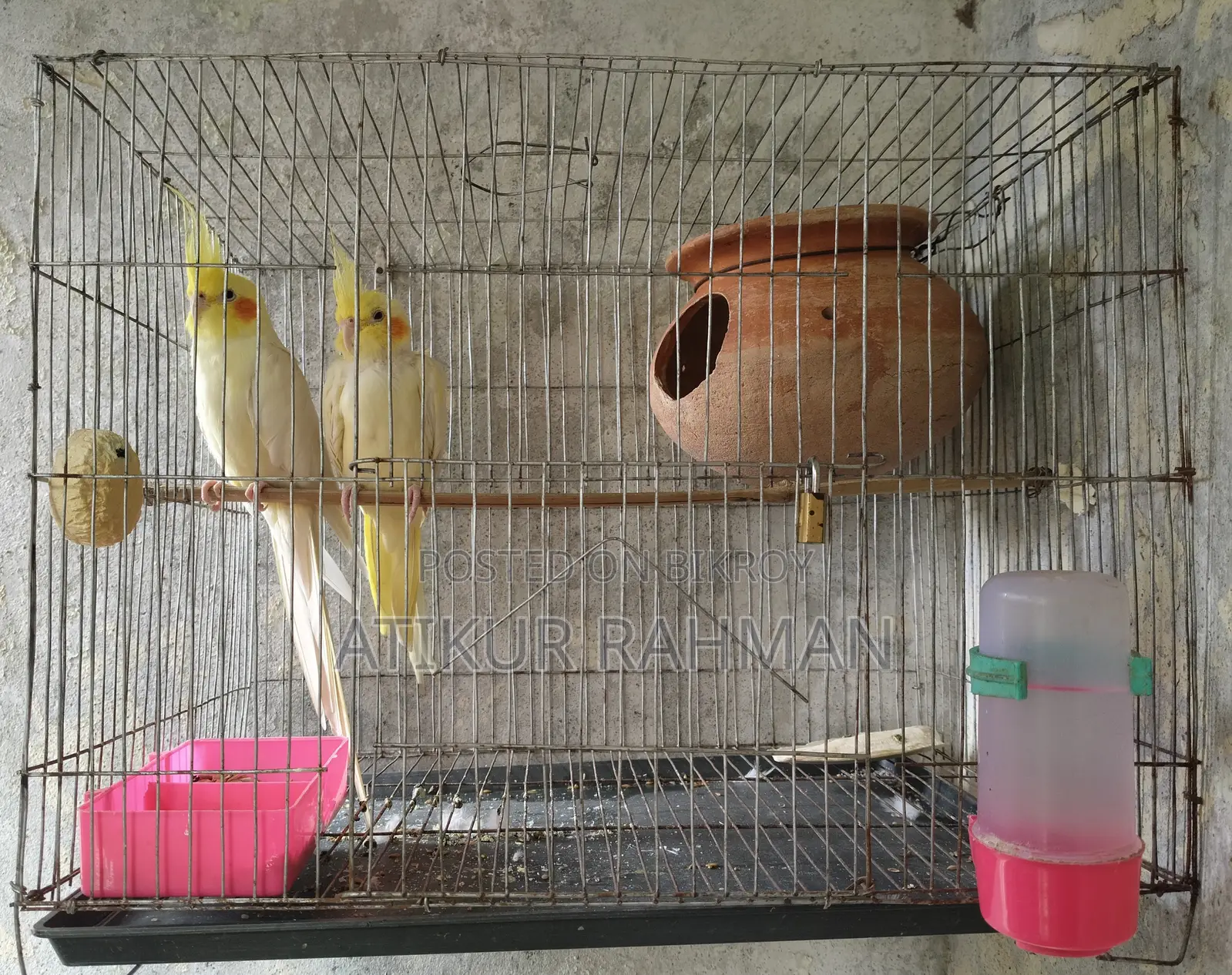 Cockatiel pair, with cage