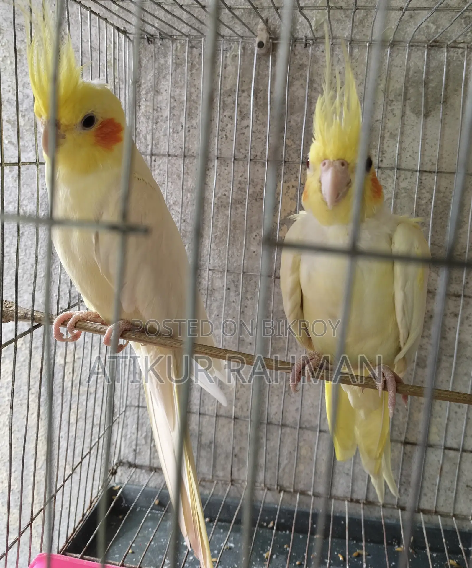 Cockatiel pair, with cage