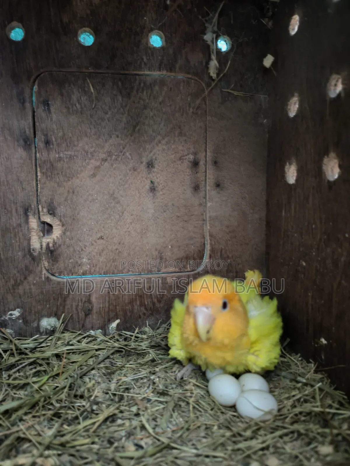 Love Bird Adult and Semi Adult