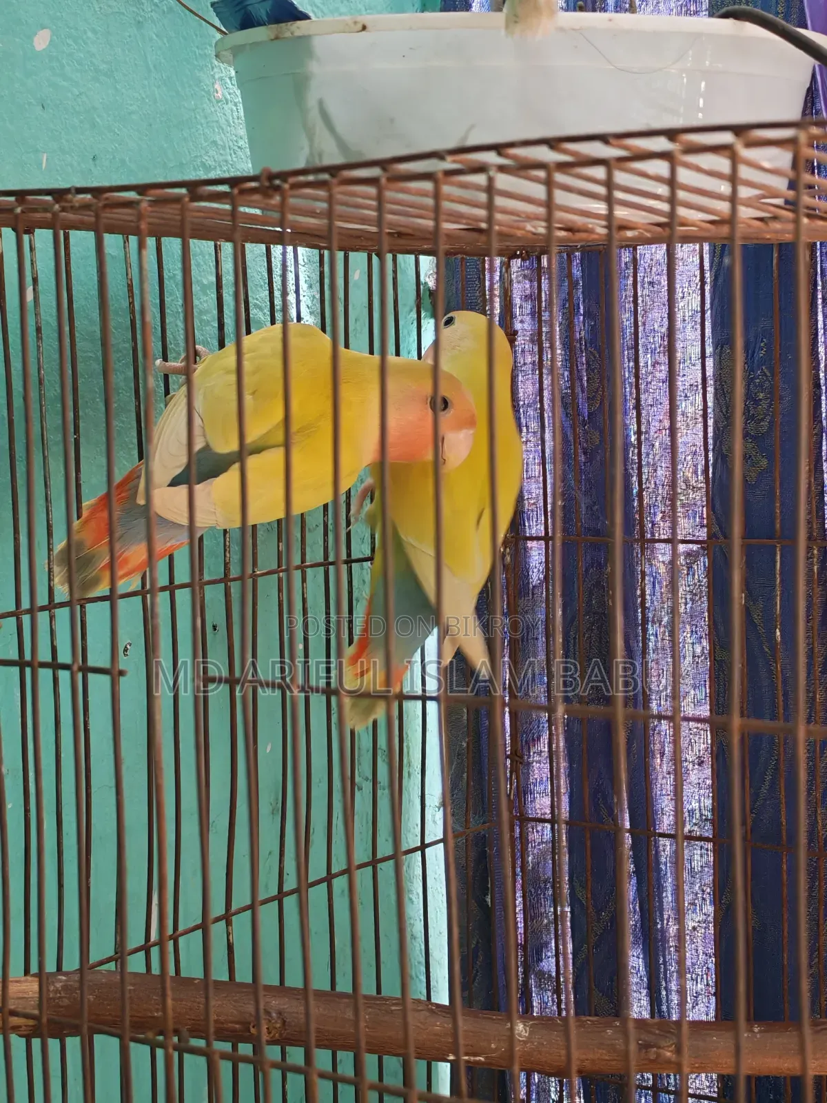 Love Bird Adult and Semi Adult