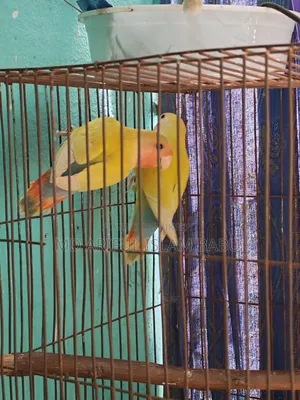 Love Bird Adult and Semi Adult