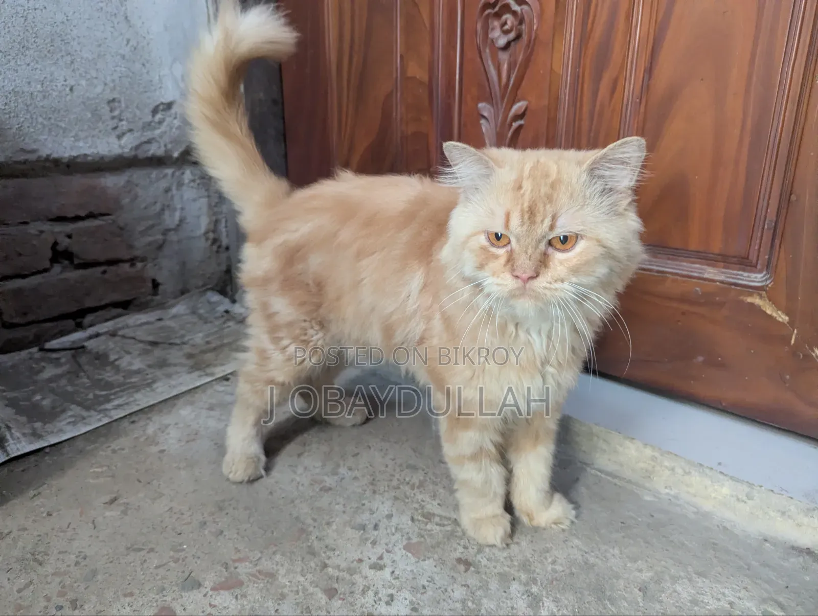 1+ year Male Purebred Persian