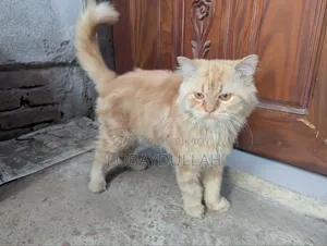 1+ year Male Purebred Persian