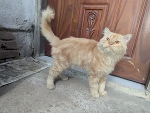 1+ year Male Purebred Persian