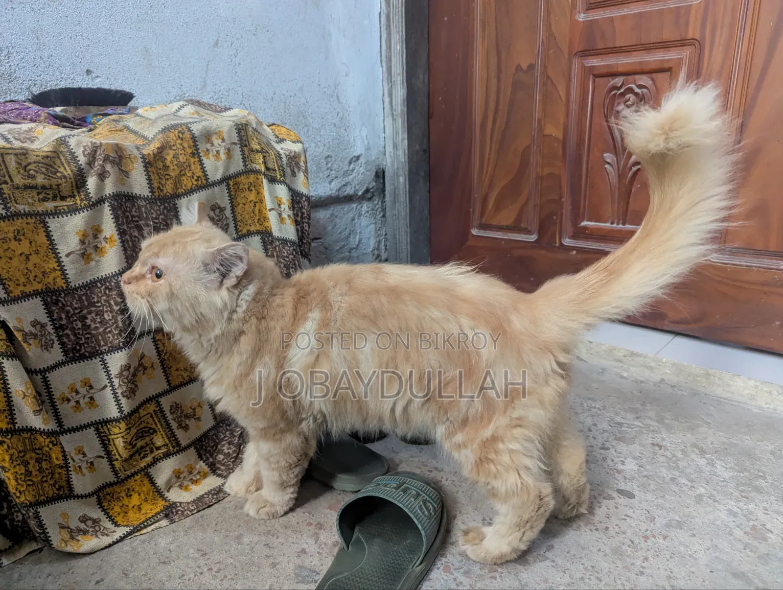 1+ year Male Purebred Persian
