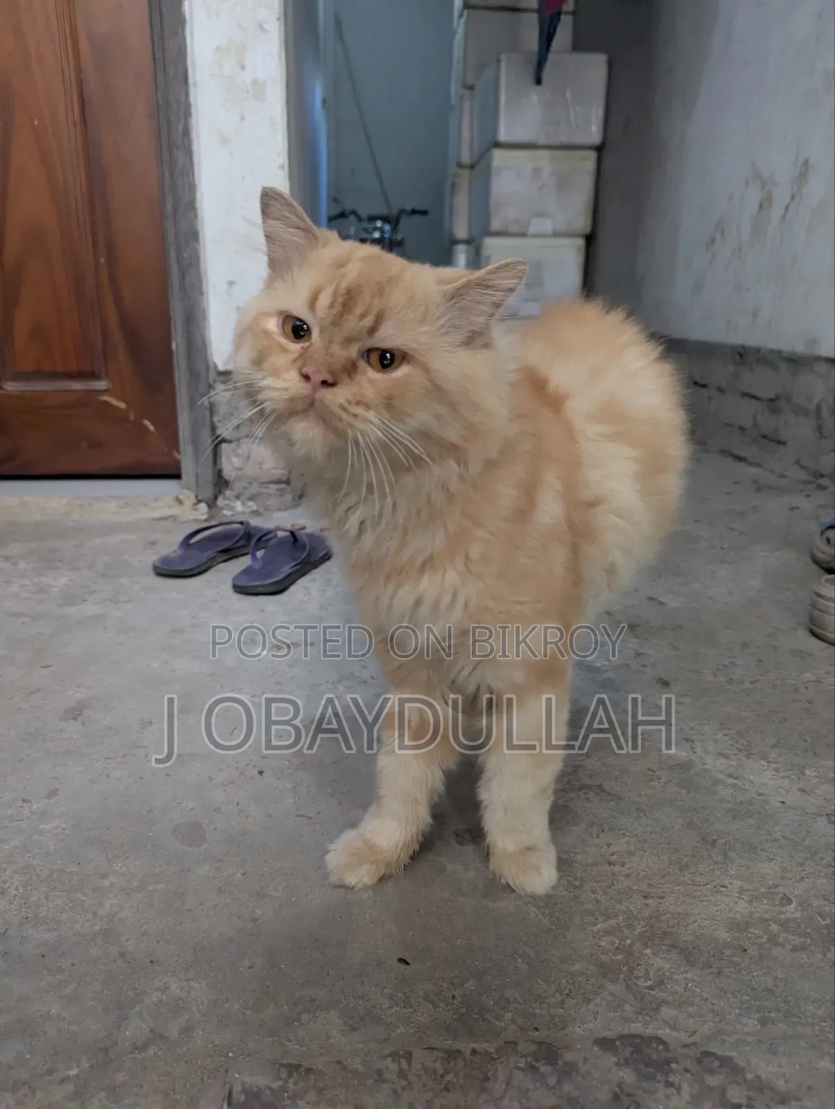 1+ year Male Purebred Persian