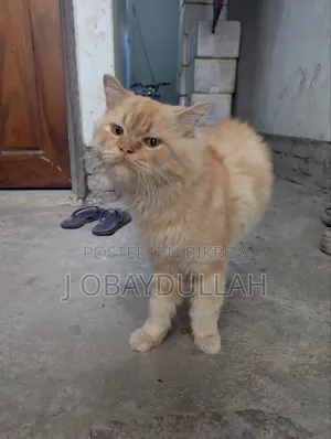 1+ year Male Purebred Persian
