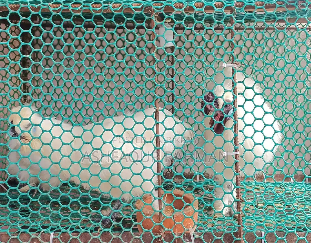 European Silkie Rooster and Hen Sale — One Pair