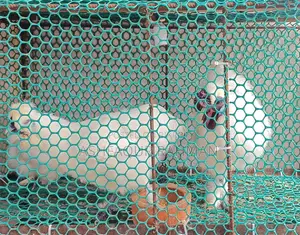 European Silkie Rooster and Hen Sale — One Pair
