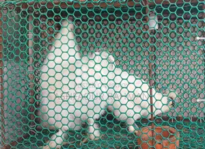 European Silkie Rooster and Hen Sale — One Pair
