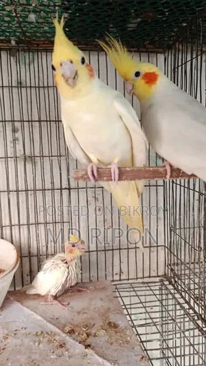 Lutino Red Eye Cockatiel with One Baby Location Khilgaon