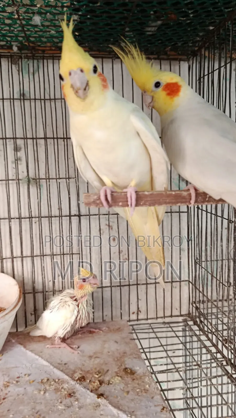 Lutino Red Eye Cockatiel with One Baby Location Khilgaon