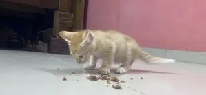 1-3 months Male Mixed Breed Maine Coon