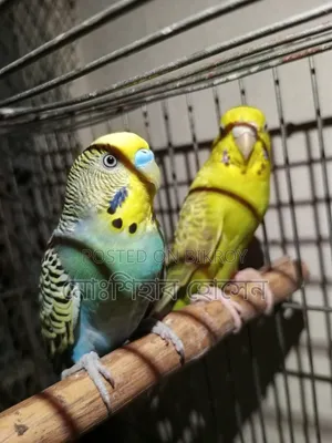 Budgerigar Full Adult