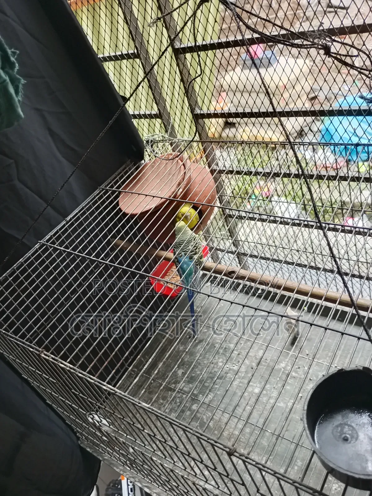 Budgerigar Full Adult