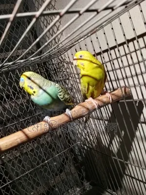 Budgerigar Full Adult