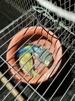 Budgerigar Full Adult
