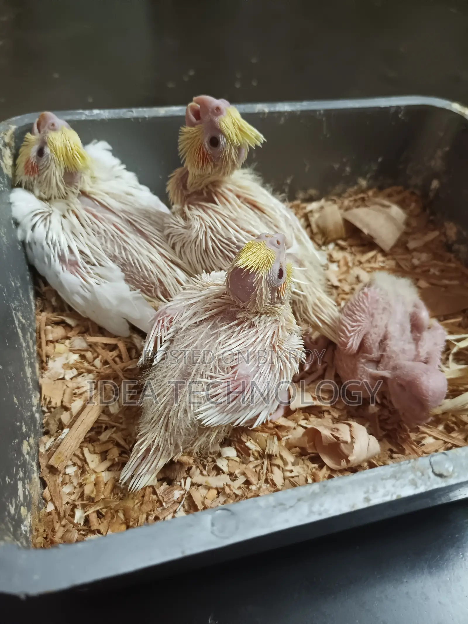 Cockatiel (Lutino) Bird Chick