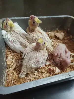 Cockatiel (Lutino) Bird Chick