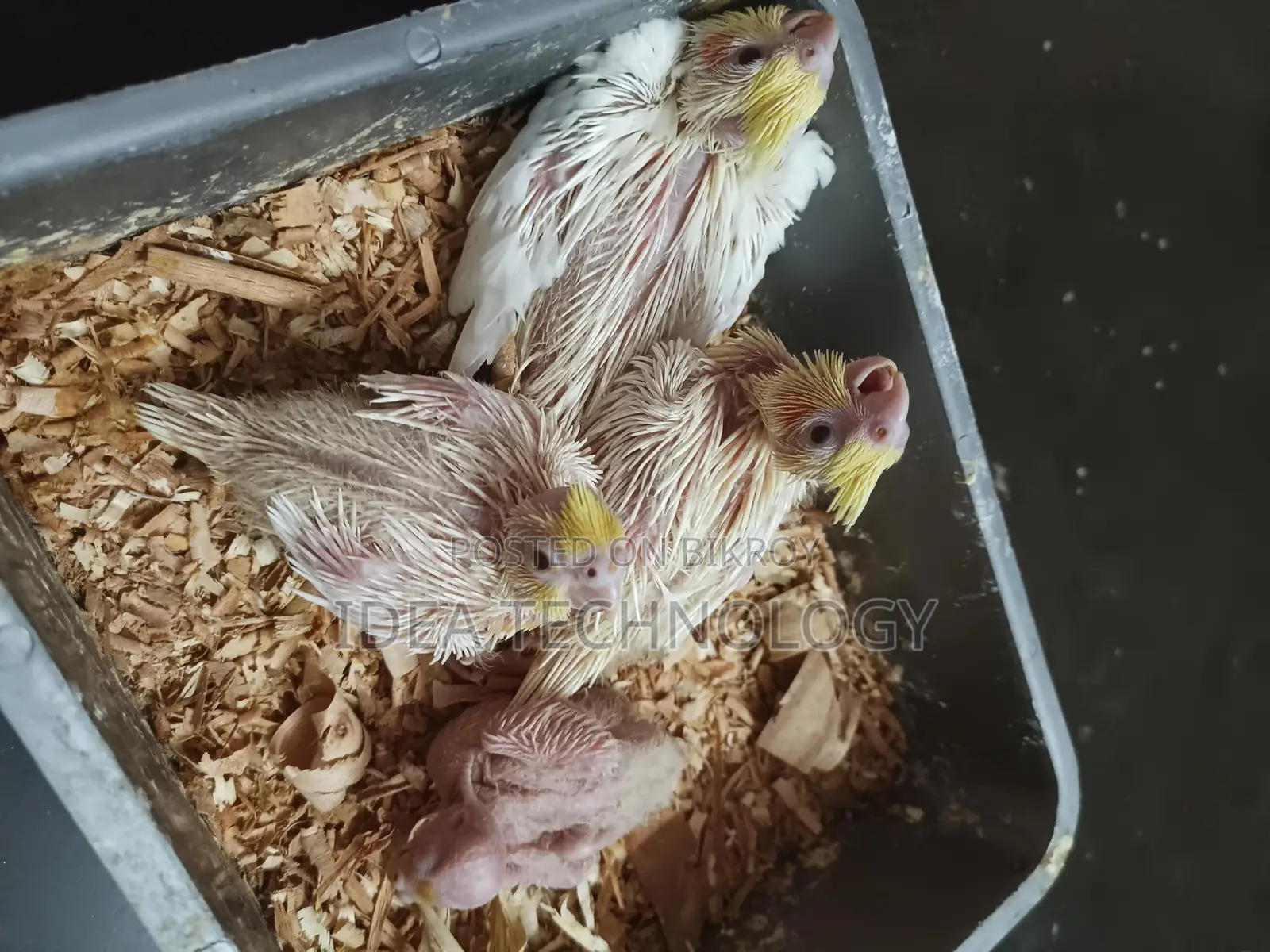 Cockatiel (Lutino) Bird Chick