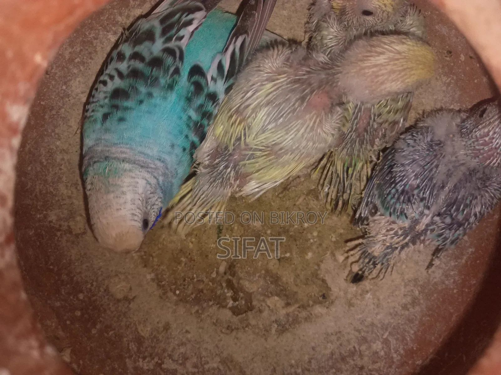 2 Pairs Classic Budgies