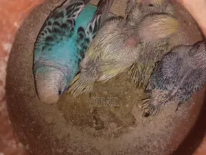 2 Pairs Classic Budgies