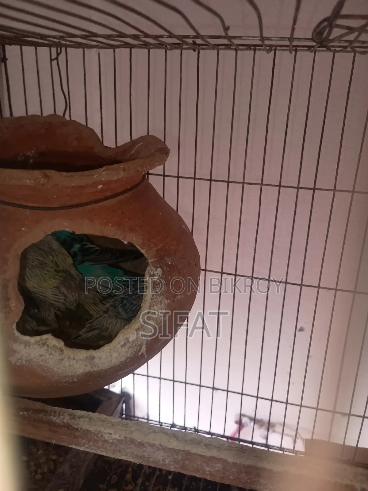 2 Pairs Classic Budgies