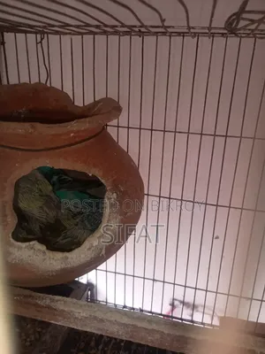 2 Pairs Classic Budgies