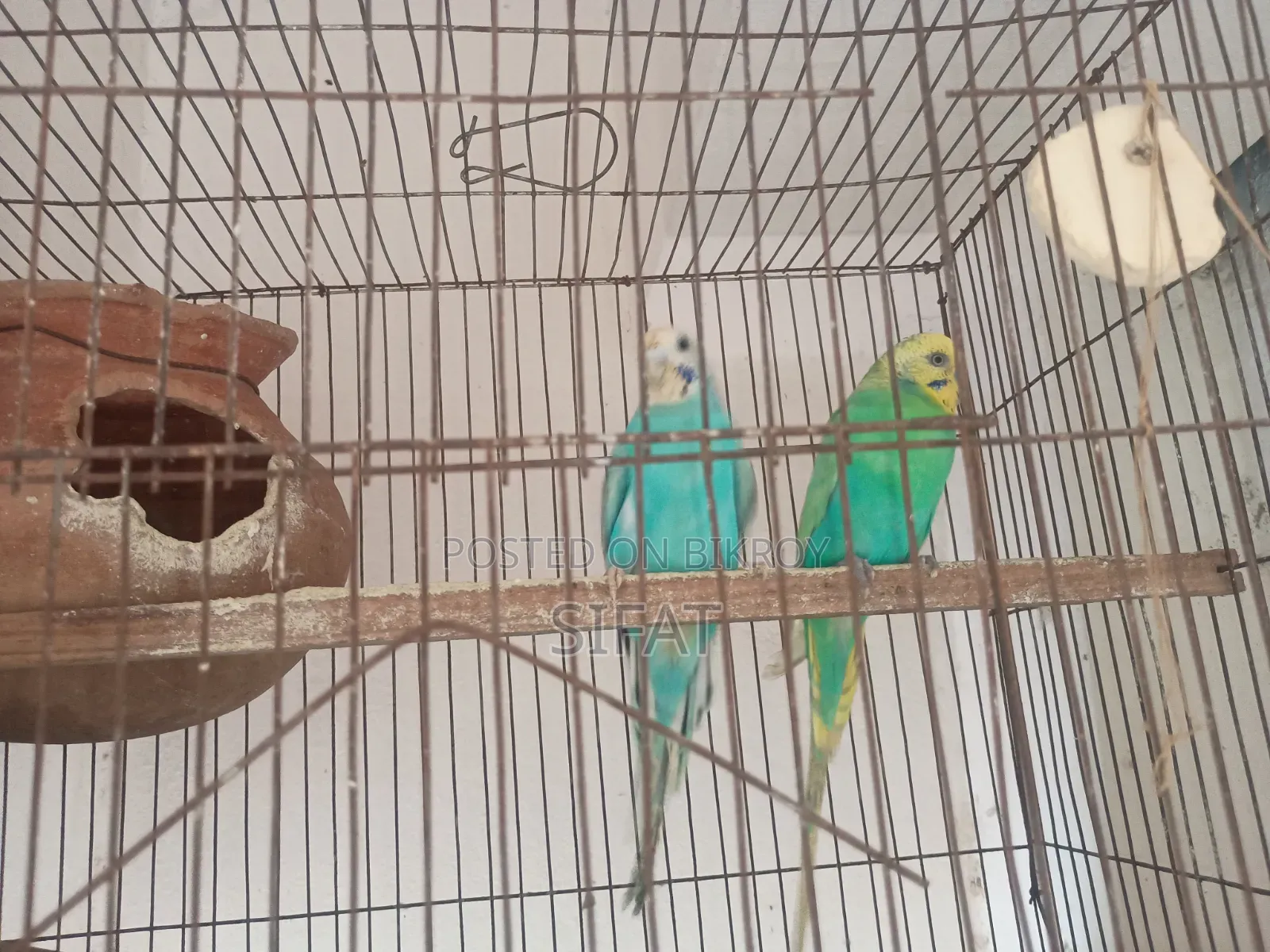 2 Pairs Classic Budgies