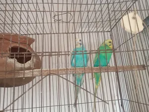 2 Pairs Classic Budgies