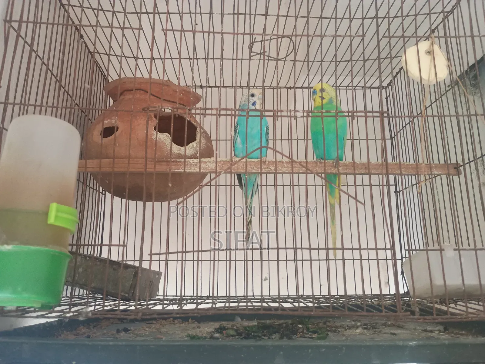 2 Pairs Classic Budgies
