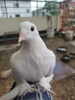 খুব পোষা লোকহা পায়রা নিজে খায়