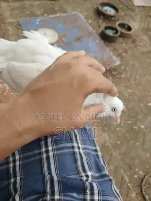 খুব পোষা লোকহা পায়রা নিজে খায়