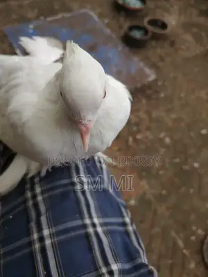 খুব পোষা লোকহা পায়রা নিজে খায়