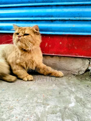 1+ year Male Mixed Breed Persian Cat