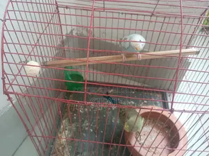 2 Pairs Classic Budgies