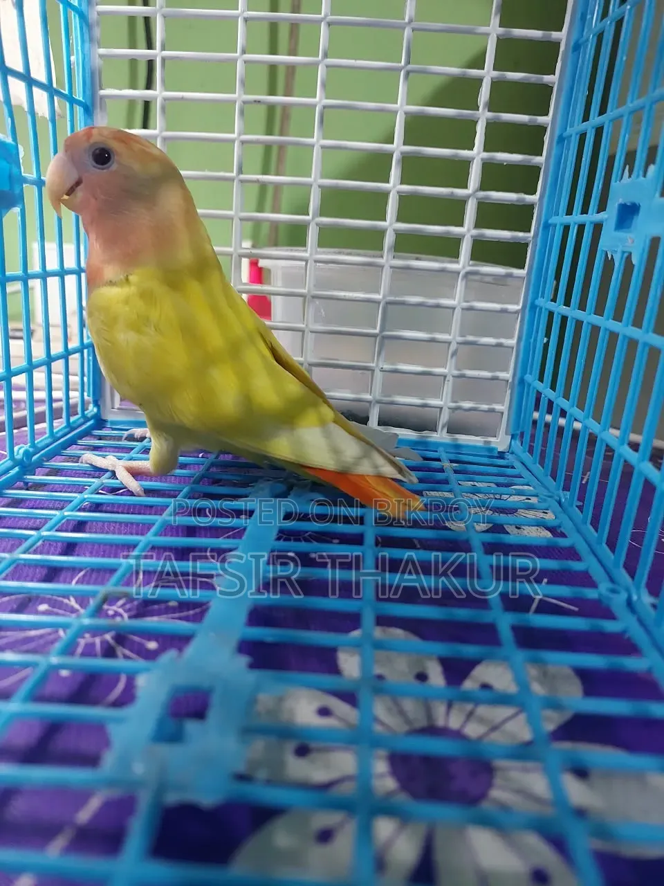Red Eye Lutino Offline Love Bird 5 Months 15 Days Old.