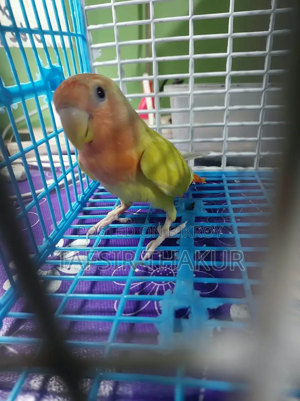 Red Eye Lutino Offline Love Bird 5 Months 15 Days Old.