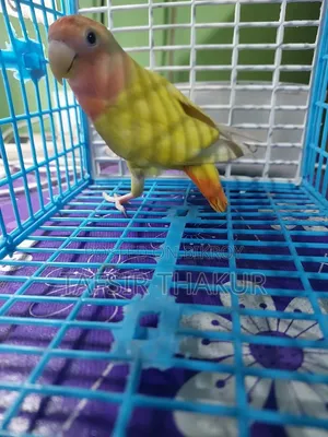 Red Eye Lutino Offline Love Bird 5 Months 15 Days Old.