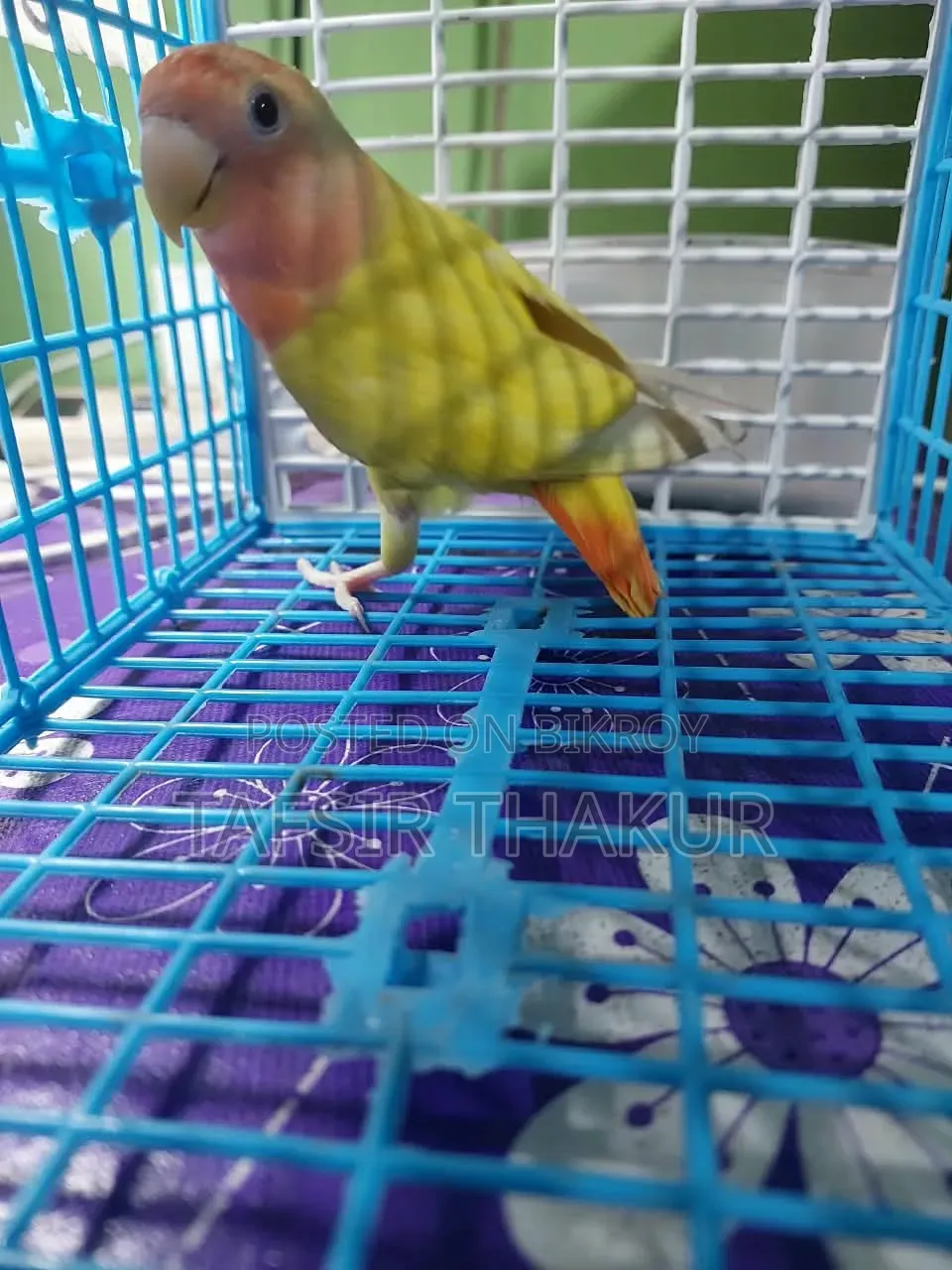 Red Eye Lutino Offline Love Bird 5 Months 15 Days Old.
