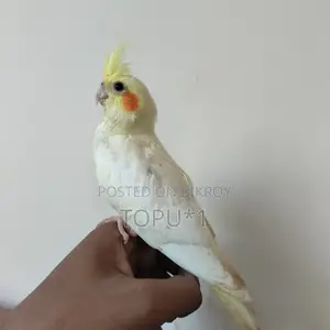 Cockatiel Baby